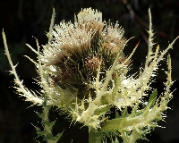 Cirsium spinosissimum